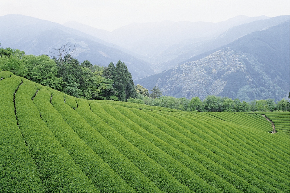 100%静岡県産原料】茶ノ実油 GOLD TEA OIL 30ｇ 株式会社東亞 問屋