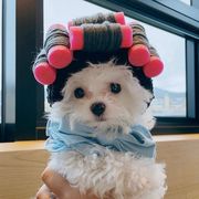 【2023春夏新作】ペット 人気 INS  面白い帽子 カーリーヘッドギア ペット用品 ネコ雑貨