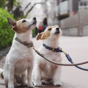 【2023新作】ペット服  犬服   ペット牽引ロープ　犬用牽引ロープ 犬の首輪 ペット用品    ネコ雑貨