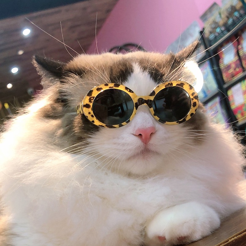 ペット 猫 犬 メガネ 防風 サングラス ビーチ シーサイド フォト