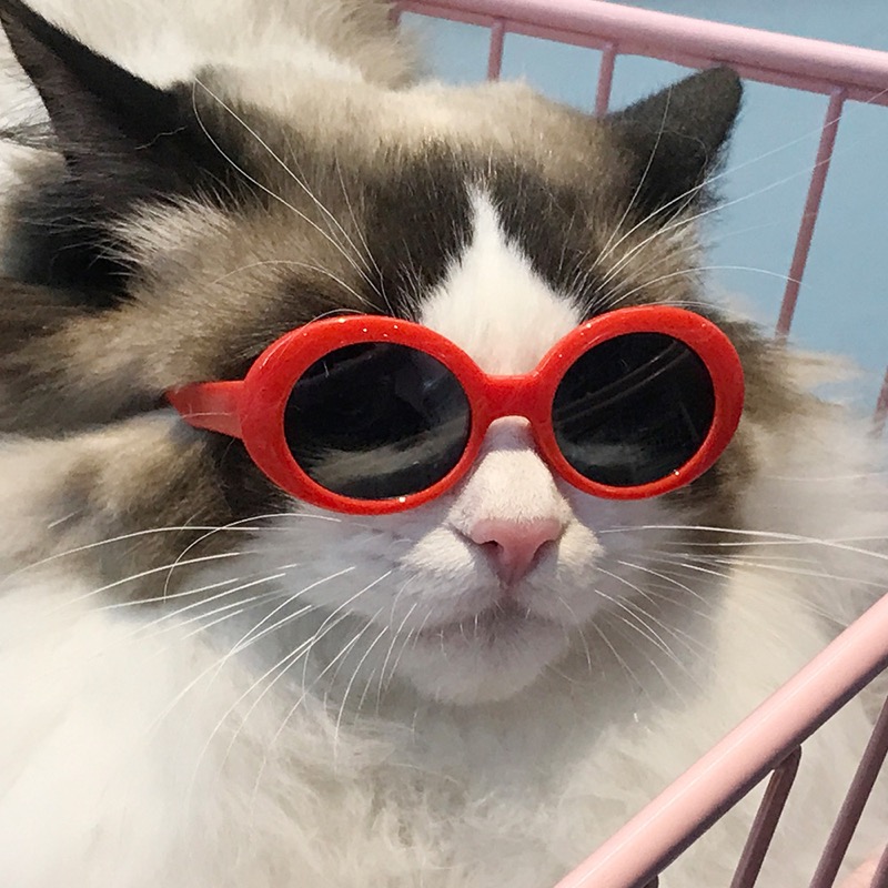 ペット 猫 犬 メガネ 防風 サングラス ビーチ シーサイド フォト