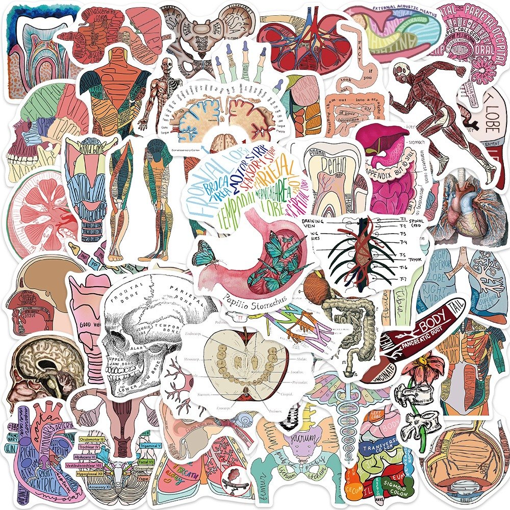 50枚 美化された フラワーズ 漫画の臓器の解剖図 ステッカー 手帳素材  シール 防水 装飾ステッカー