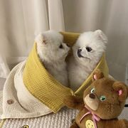 【2024夏新作】 ペット ペット用品 韓国風 可愛い 犬猫兼用 ワンちゃん用 韓国風 ブランケット