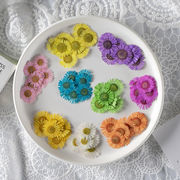 押し花 ドライフラワー レジン封入 ネイルパーツ ネイルアート 花材 はな ヒナギク 封入物 素材 埋め込み