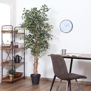 観葉植物 フィカス 1124 B