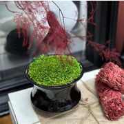 イメージ通りでした 早い者勝ち  10.5cm角陶器苔カップ 苔玉やミニ盆栽に インテリアアクセントとして