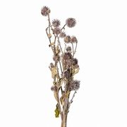 【2026AW新作】風の花 ドライフラワー   オヤマボクチ  40ｇ入 DN000187-zzz