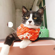 ペット ペット用品 猫 犬 三角巾 スタイ バンダナ よだれかけ 中小型