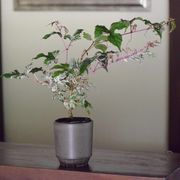 深山(miyama.) plant pot S ブラウンマット 鉢カバー[美濃焼]