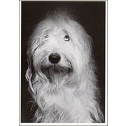 ポストカード モノクロ写真「反省して謝る犬」