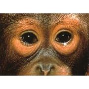 ポストカード カラー写真「猿 」お面にできる折り目付き
