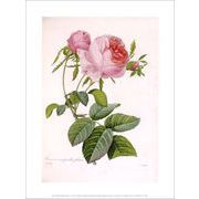 ポスター アートルドゥーテ「ピンクのバラ」230×300mm 花