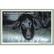 ポストカード カラー写真 犬「僕のお気に入りのソファ。僕だけのもの」動物 郵便はがき