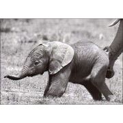 ポストカード モノクロ写真「アフリカゾウの子ども」