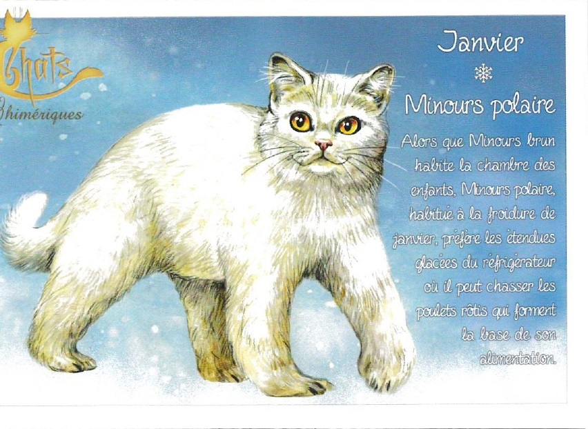セブリーヌ 【 キャット ポストカード 】 Janvier Minours polaire 1月 ホッキョクグマ ネコ 猫 はがき