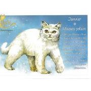 セブリーヌ 【 キャット ポストカード 】 Janvier Minours polaire 1月 ホッキョクグマ ネコ 猫 はがき