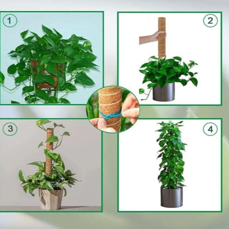 ココスティック モンステラ支柱 観葉植物 支柱 園芸支柱 植物