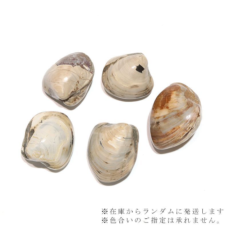 現品限り】2枚貝化石 ジュラ紀後期 マダガスカル産 約3〜4cm