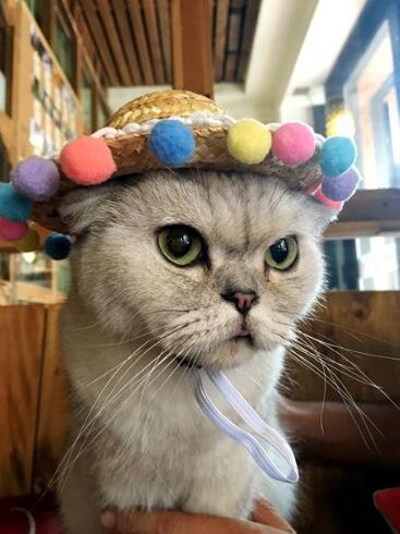 ペット 帽子 かわいいお出かけ プレゼント 麦わら帽子 犬帽子 テディ 猫帽子 ドレスアップ レースの頭飾り