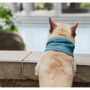 【2024春夏新作】 小型犬服　ペット服　猫服   ドッグウエア 　犬用　ペット用品　ネコ雑貨　