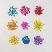 ドライフラワー 押し花 レジン ネイル 封入 花材 ハーバリウム アクセサリーパーツ 花びら 天然素材 DIY