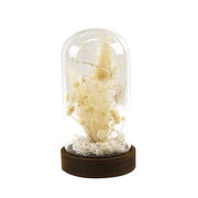 ☆ＬＥＤドライフラワードームライト　トール　ラグラス