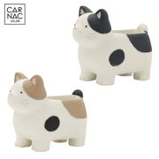 ■カルナック■■SALE■■多肉アイテム■　プランタン　キャット　B
