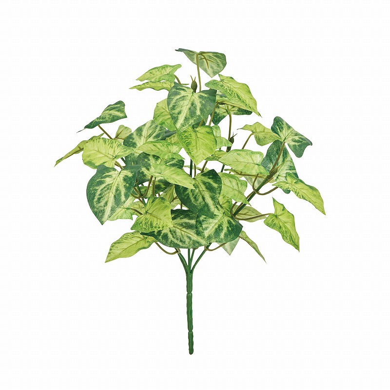 MAGIQ ミニシンゴニウムブッシュ　1本　FG001218-zzz