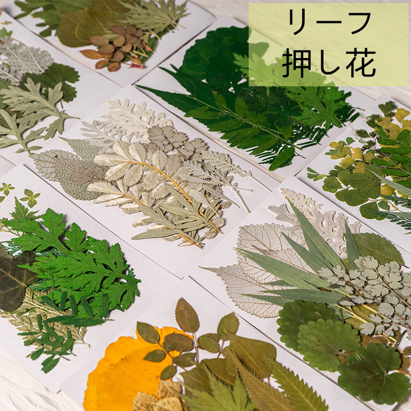 押し花 クローバー 葉っぱ リーフ 緑系 ボタニカル 押花 ナチュラル 花材 ハンドメイドパーツ 手帳デコ