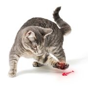 光の猫じゃらし ルミニコ AXL-767