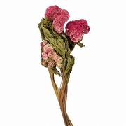【2026AW新作】風の花 ドライフラワー ケイトウ大  P 100ｇ DN000185-046