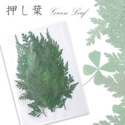デコパーツ【82. 押し葉 グリーンリーフ】 押し花 四つ葉 クローバー 葉っぱ 真空パック 花材 材料 素材