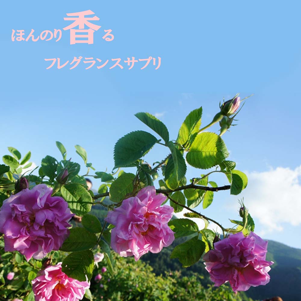 海外輸入】 【Hanaちゃん】ベルジェ ローズ.青りんご.さくら.ユーカリ3 
