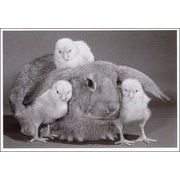 ポストカード モノクロ写真「うさぎと三羽のヒナ」