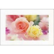 ポストカード カラー写真「ピンクと白のバラ」メッセージカード