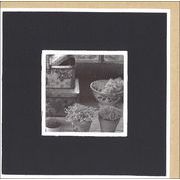 グリーティングカード 多目的/モノクロ写真 クローズリー「観葉植物」窓付きメッセージカード