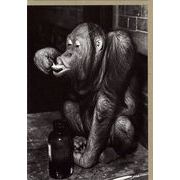 グリーティングカード 多目的 モノクロ写真「チンパンジー」フォト