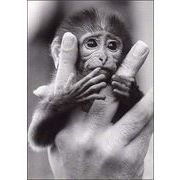 ポストカード モノクロ写真「人の手に乗る子猿」