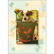 ポストカード カラー写真 子犬と黄色の花と植木鉢