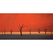 ロングポストカード カラー写真 ミホル・マーティン「枯れ木」メッセージカード