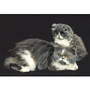 ポストカード カラー写真 「2匹の親子猫」 郵便はがき メッセージカード
