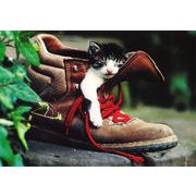 ポストカード カラー写真 「靴の中で眠る猫」 郵便はがき メッセージカード