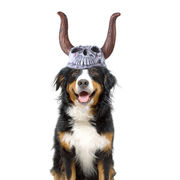 激安 秋冬 ペット帽子 犬用猫用 仮装帽子 大中小型犬/猫 キャップ ハロウィン Halloween 髑髏 角