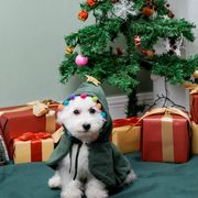 秋冬人気 犬服 ペット服 ペット用品クリスマス 小型犬服 超可愛い マント 犬猫兼用　ネコ雑貨3色