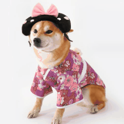 2024   INS ペット服  犬浴衣 犬服  ネコ雑貨 帽子  猫犬兼用   和服 可愛い  ペット用品 4色