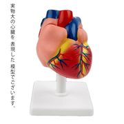 心臓 バイパス付 実物大 心臓模型 人体模型 心臓モデル 弁 右心房 左心房 右心室 左心