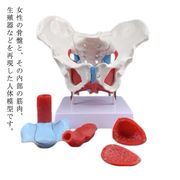 女性の骨盤 人体模型 骨盤模型 骨盤 模型 女性 子宮膣 卵巣 膀胱 直腸 模型 間接模型