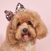 ペット　ヘアピン　犬服 の装身具　 ヘアアクセサリー 髪飾り  ペット用品 可愛い おしゃれ