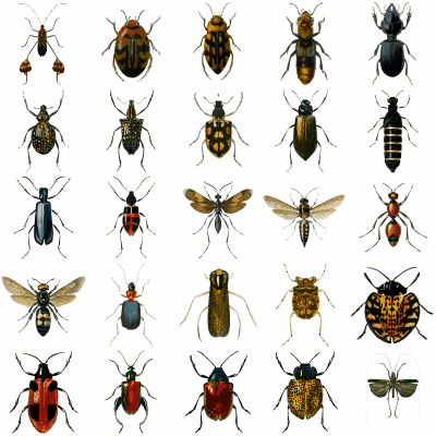 シール ステッカー コラージュ アンティーク 昆虫 甲虫 標本図鑑 大きい イラスト 60枚入