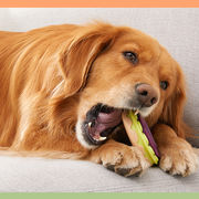 犬用おもちゃの弾むボール噛み付きに強い犬の骨モルスティックトレーニング咀嚼TPR歯のクリーニング